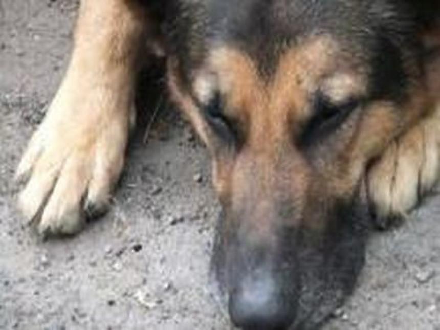Pas ugrizao popisivača u Bijeljini
