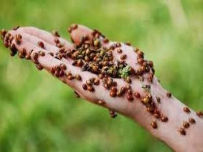 Инвазија бубамара-наставак биолошког рата?