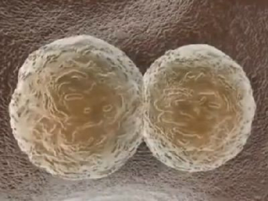 Матичне ћелије похранило 4.000 породица