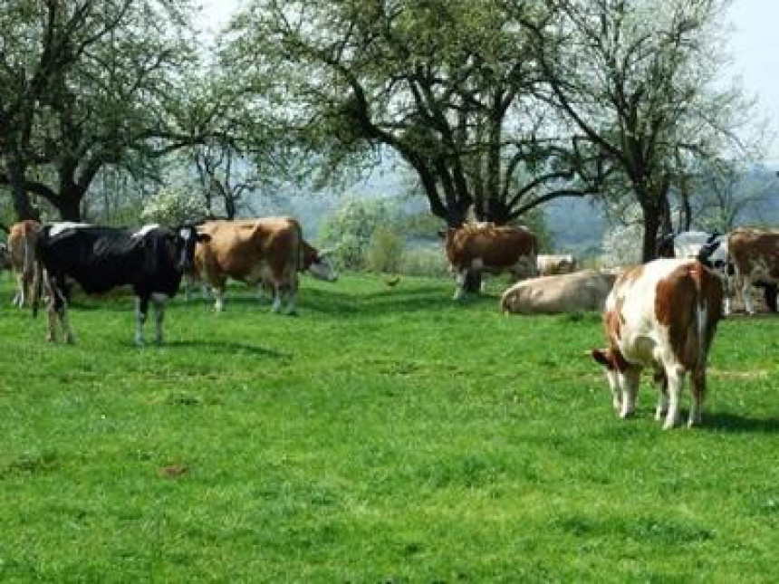 Stočarska proizvodnja u BiH na koljenima