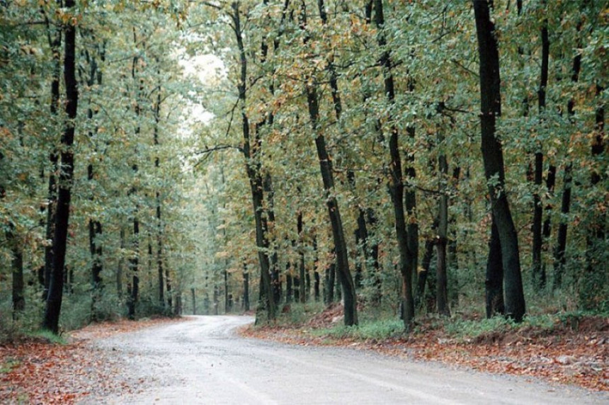 Riješiti pitanje sredstava od korišćenja šuma