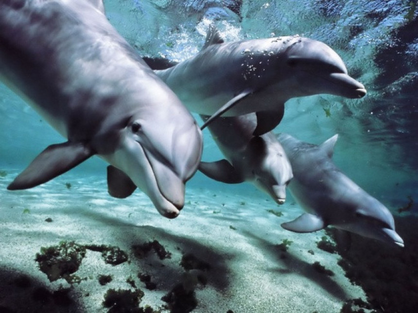 Избјегао сигурну смрт захваљујући делфинима (ВИДЕО)