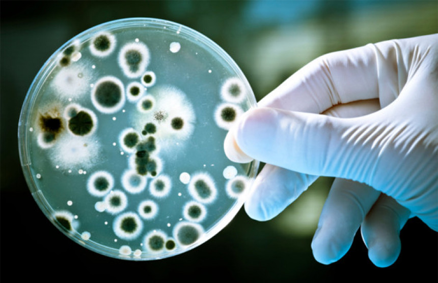 Истина и мит о бактеријама