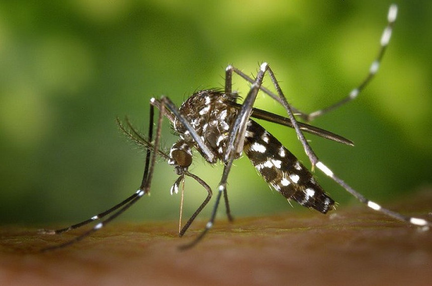 Најопасније биће на земљи је – комарац