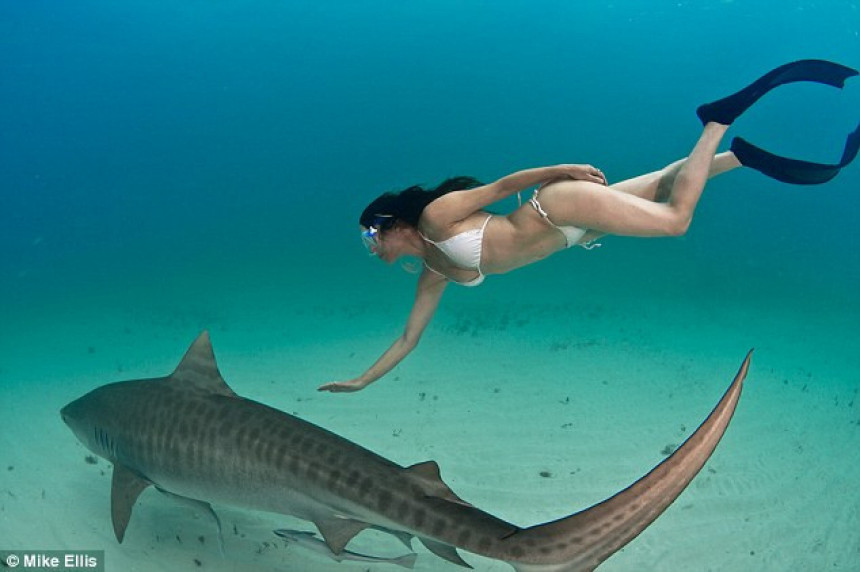 Африканка гола плива с опасним тиграстим ајкулама (ВИДЕО)