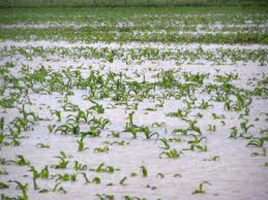 Semberija: Kiša uništila proljetne usjeve