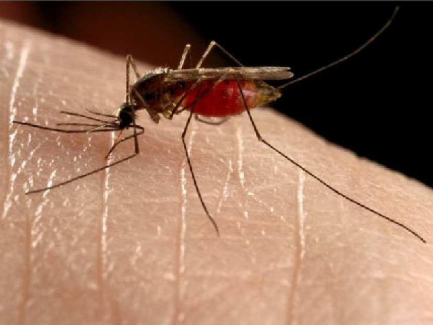 Бијељина: Бројност комараца и до 20 пута већа