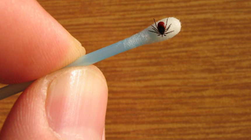 Čuvajte se krpelja!