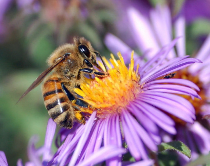 Бијељина: Заштитити пчеле - почиње запрашивање комараца