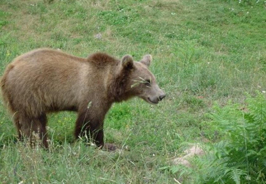Medvjed obilazi imanja u okolini Banjaluke