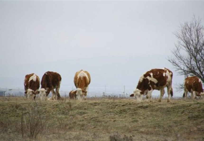 Stočne hrane nema, farmeri u panici