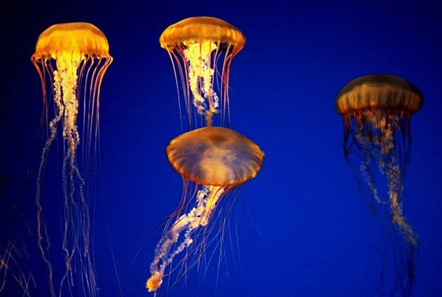 Све више медуза у морима и океанима