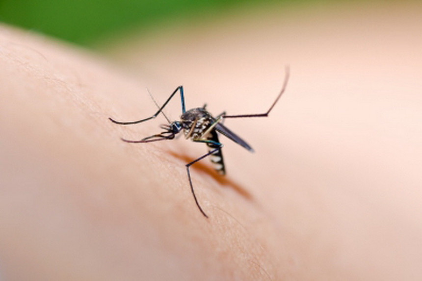 Сутра запрашивање комараца у Семберији