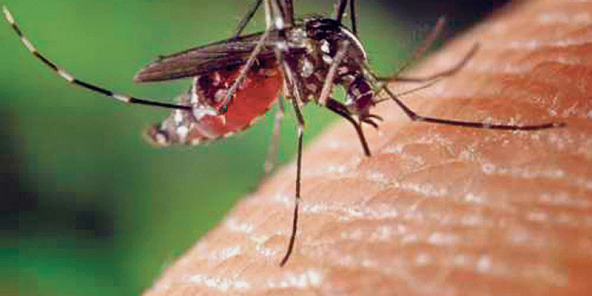 Данас запрашивање комараца 