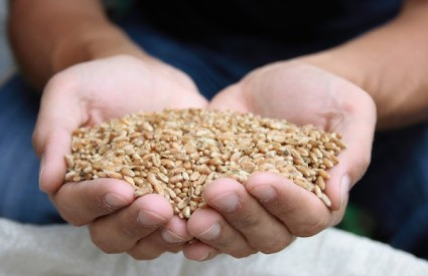 Откупна цијена пшенице 0,36 КМ по килограму