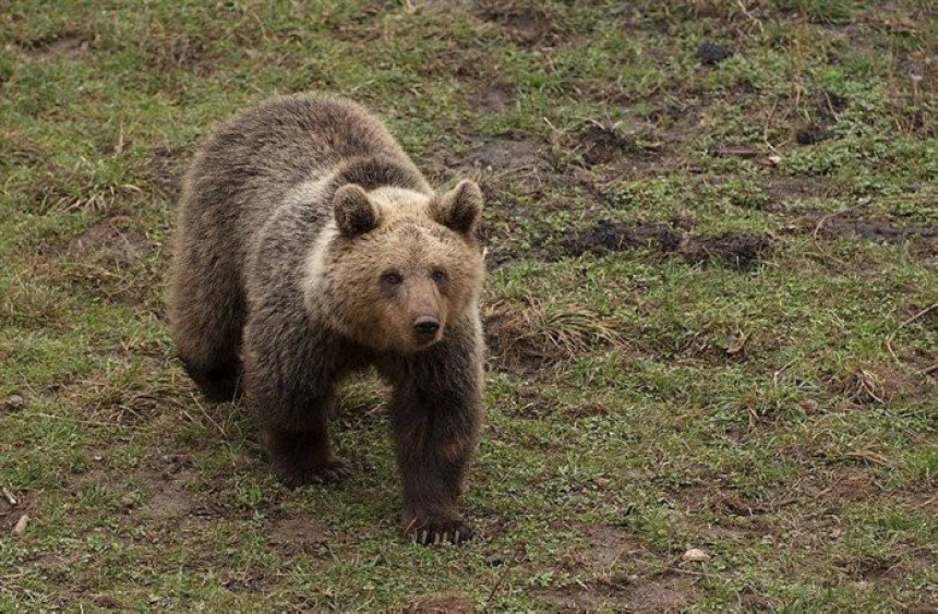 Мучен и убијен медвјед