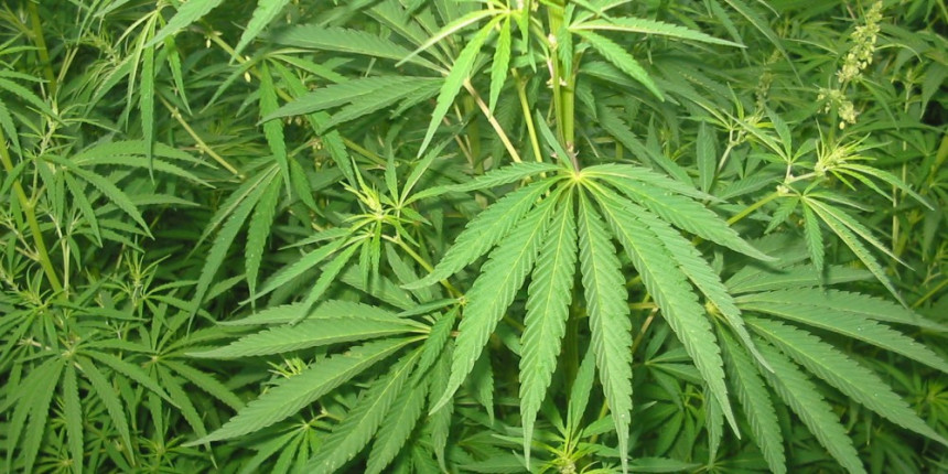 У Бијељини откривено 1,7 килограма марихуане