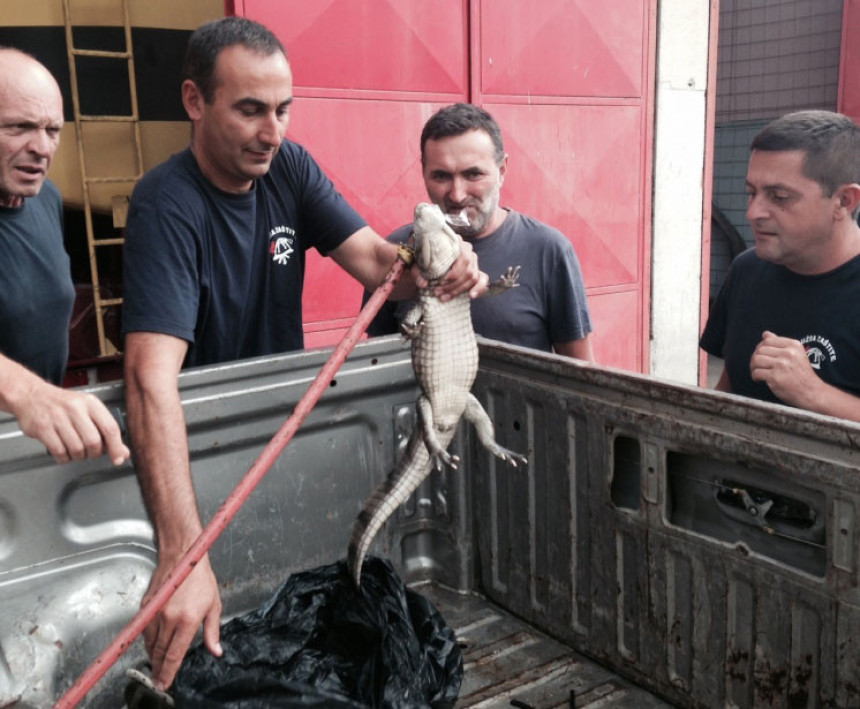 U Budvi uhvaćen aligator