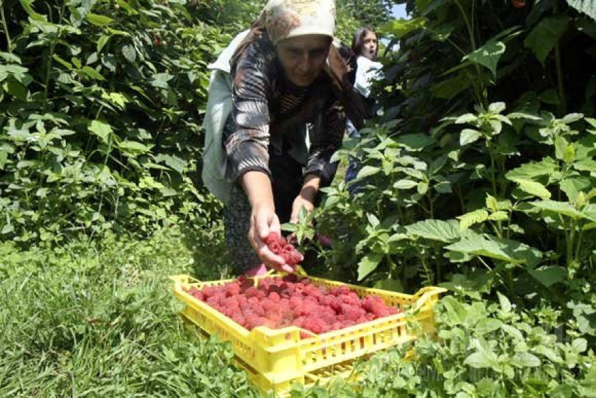 Neprihvatljiva otkupna cijena maline