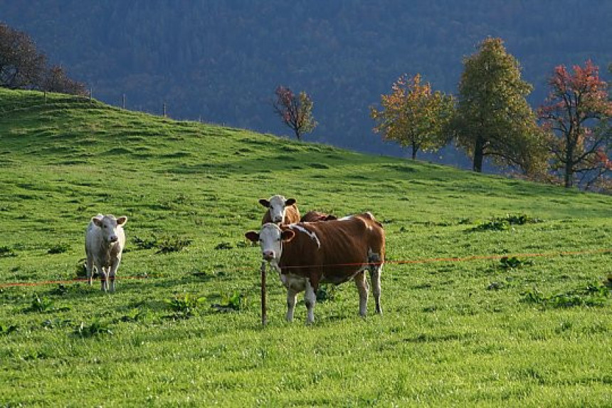 Strahuju zbog nedostatka hrane za stoku