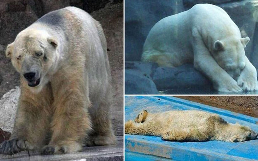 200.000 potpisa za najtužnijeg polarnog medveda na svetu