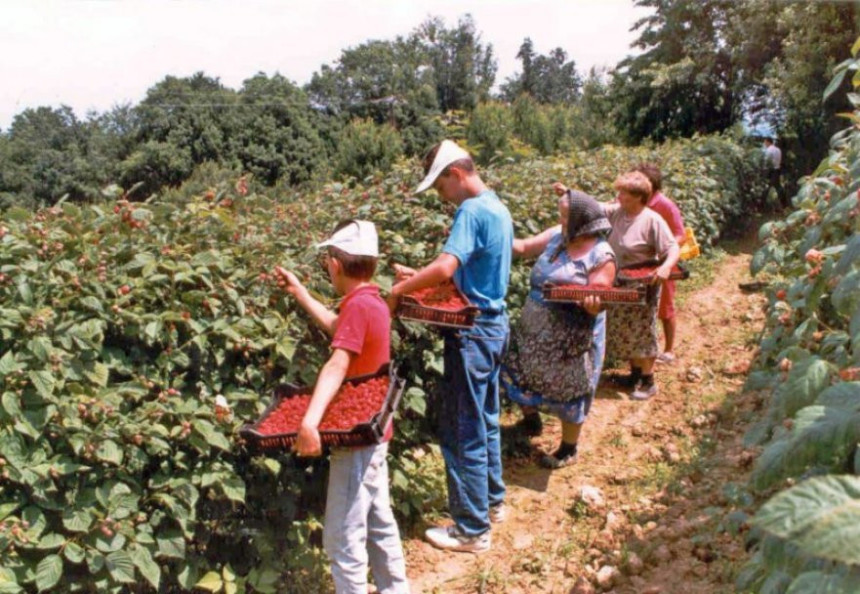 Tehnologija proizvodnje maline nije unaprijeđena