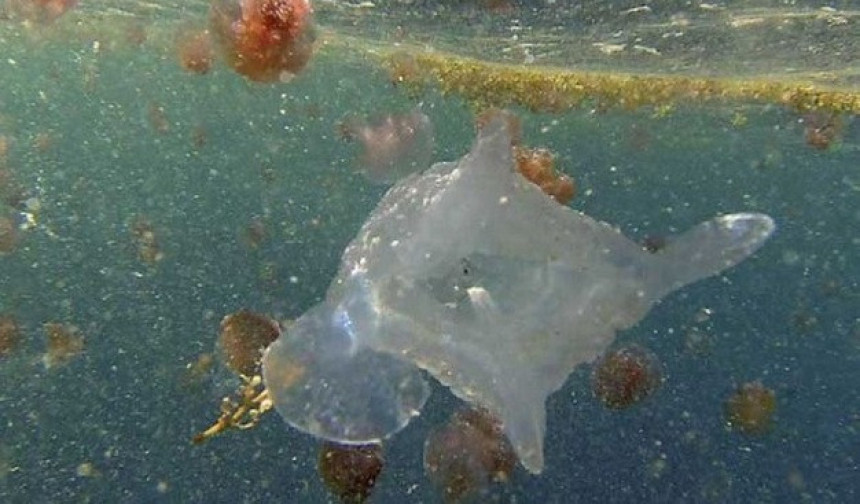 Australija: Otkrivena smrtonosna meduza