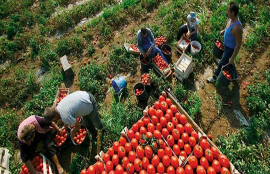 Откупљено 200 тона поврћа