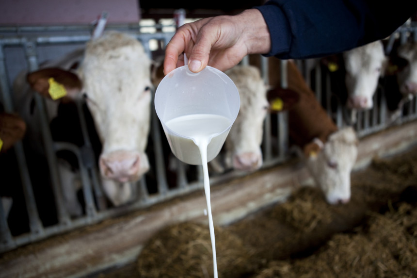 Uvozom mlijeka država će uništiti domaću privredu