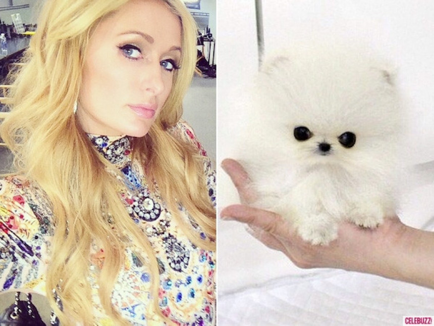 Novi pas Paris Hilton košta 13 000 dolara