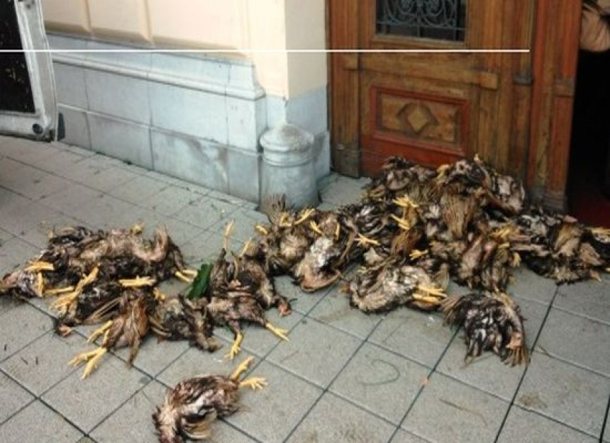 Мртве кокошке испред зграде општине