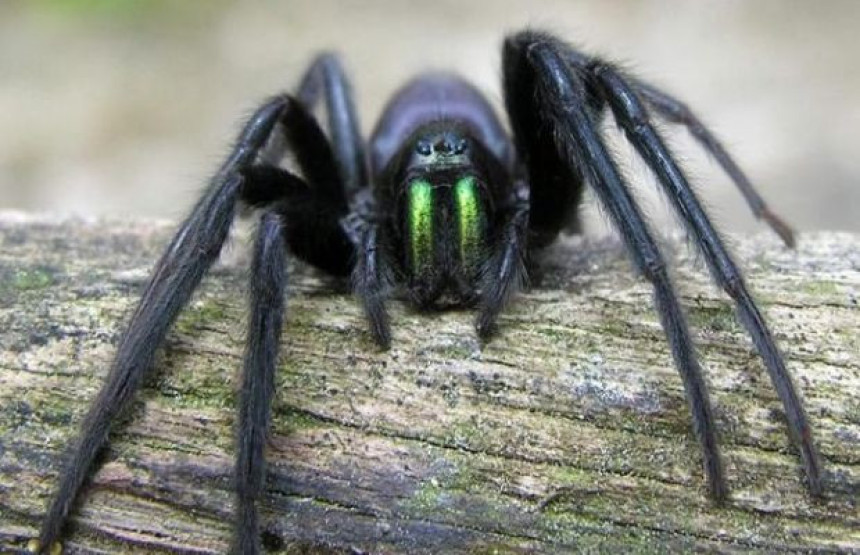 Najezda ogromnih paukova u Britaniji