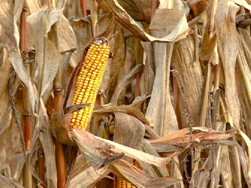 Берба кукуруза ће каснити и до 25 дана