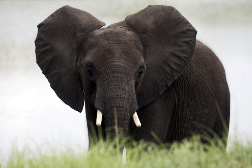 Слонови ће изумријети у наредних 10 година?!