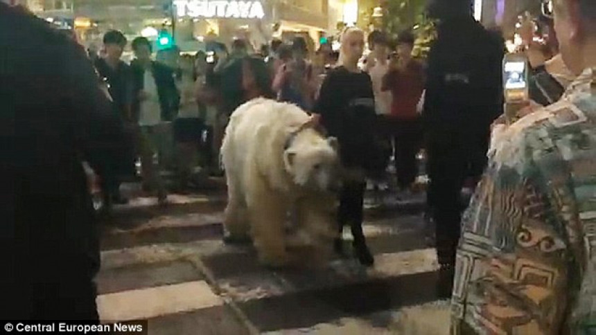 Kad bijeli medvjed prošeta centrom grada