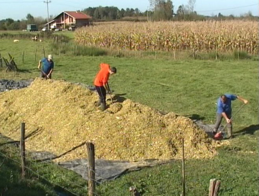 Градишка: Кукуруз завршио у силажи