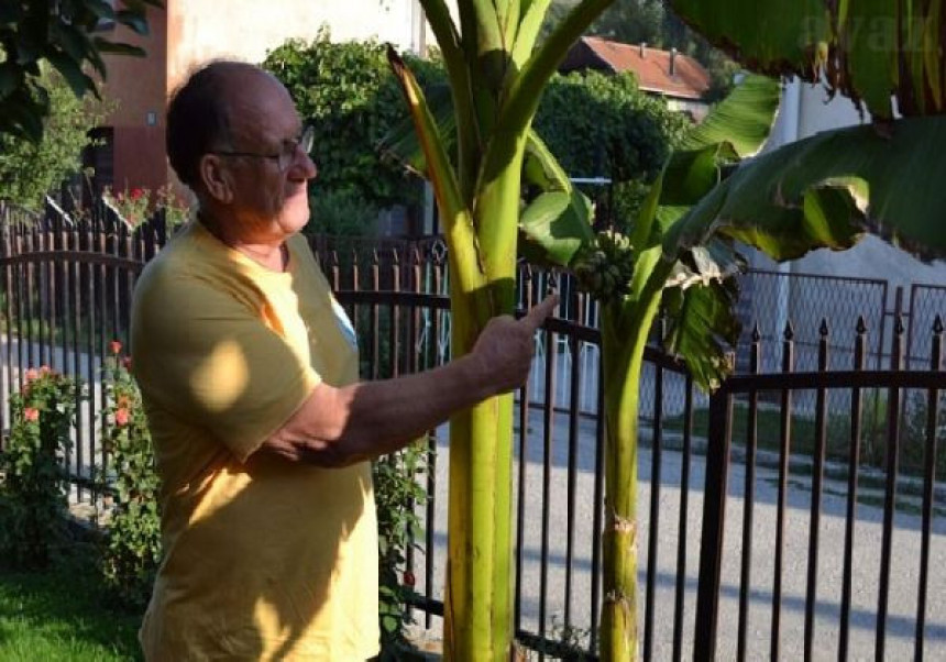 Čudna voćka: Banana raste i u BiH!