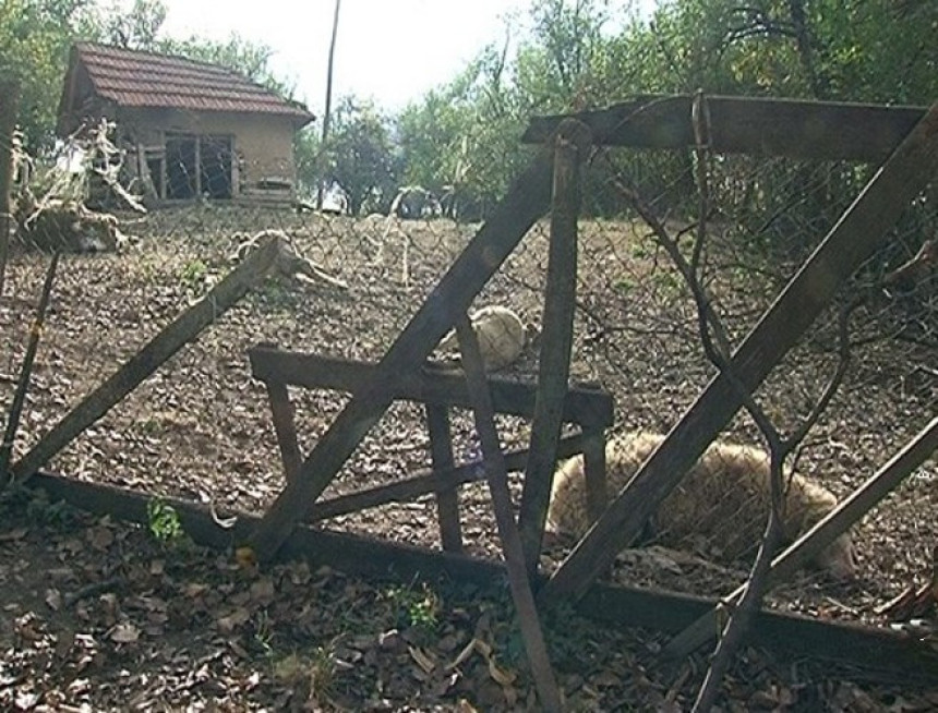 Šakali zaklali više od 50 ovaca