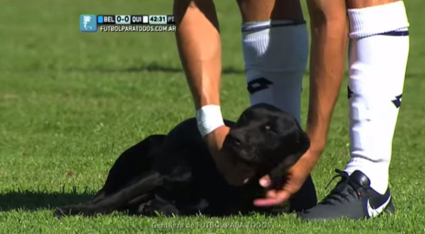 Video: Labrador prekinuo meč!