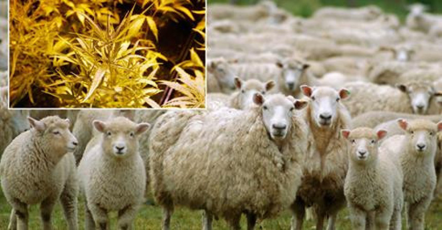 Ovce pojele marihuanu vrijednu 5.000 evra!