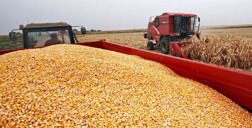 Berba kasni, rod kukuruza rekordan 