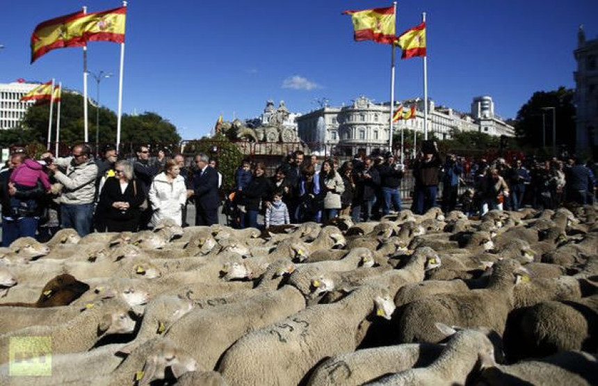 U centru Madrida 2.000 ovaca