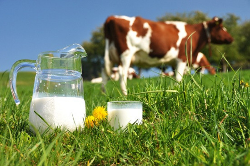 Kiselina u mlijeku sprječava dijabetes i aterosklerozu