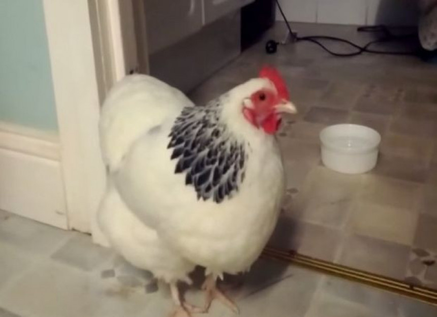  Да ли сте знали да и кокошке кијају?