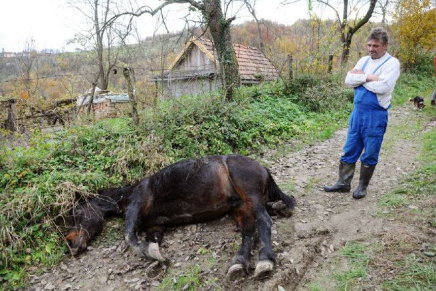 Banjaluka: Medvjed ubio kobilu