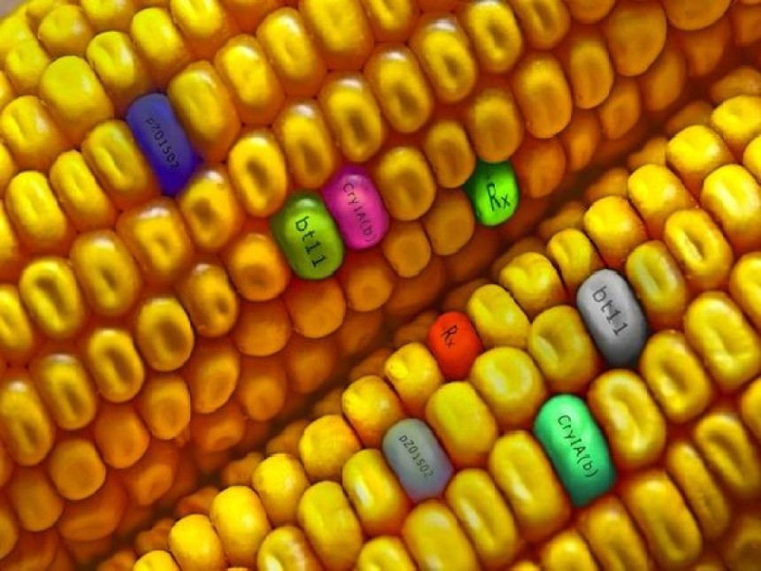 ЕУ корак ближе забрани ГМО