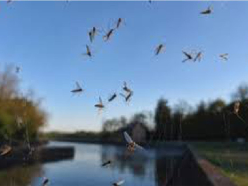 Јесења инвазија комараца