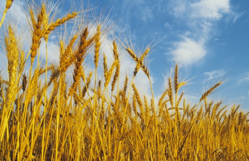 Србија остаје без најквалитетније пшенице?