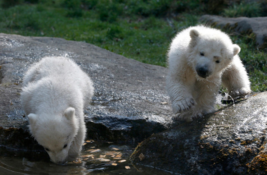 Polarnim medvjedima prijeti nestanak