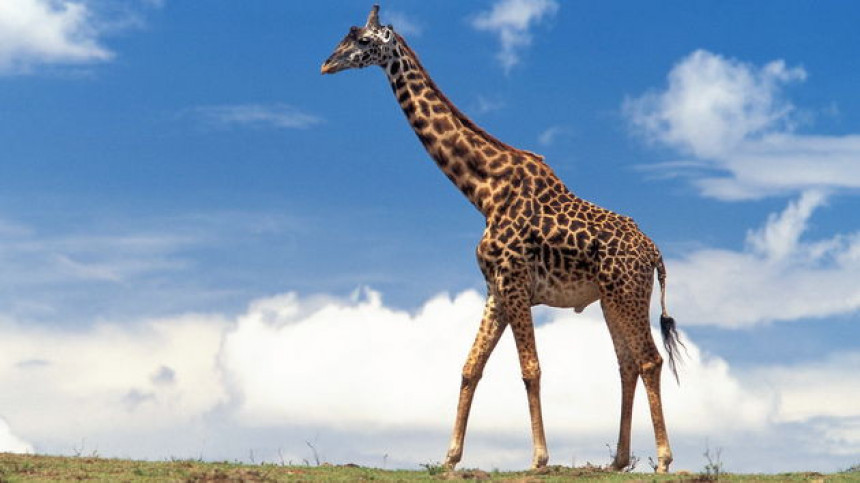 Број жирафа се драстично смањује